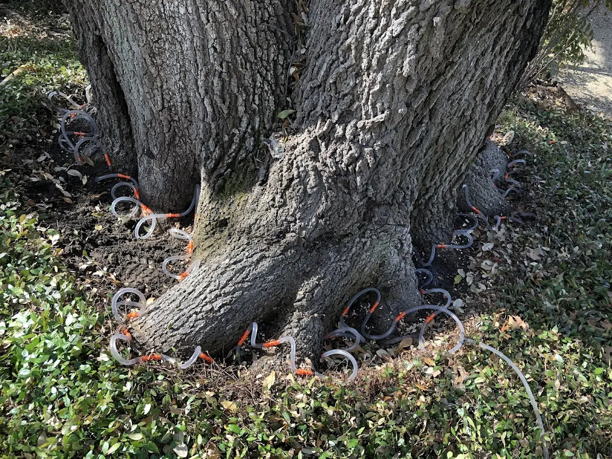 Detailed Tree Cabling and Bracing job site in Petaca