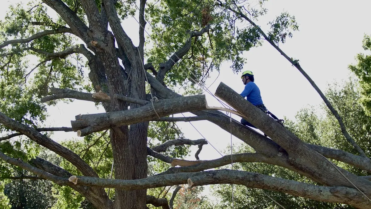 Professional Hazardous Tree Removal performed by certified arborists in Petaca