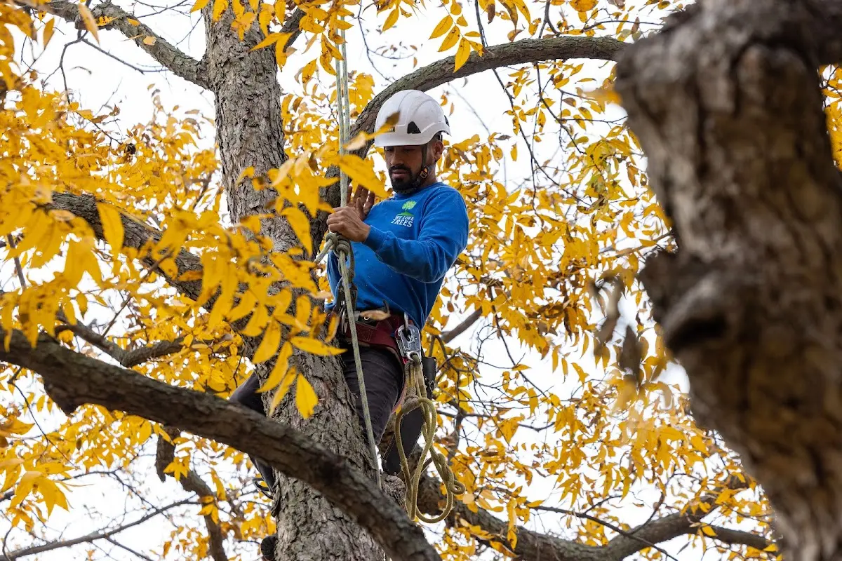 Skilled Tree Pruning crew working in Petaca